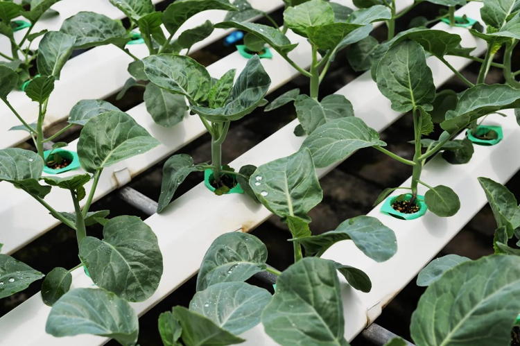 Выращивание растений методом гидропоники: как вырастить клубнику и зелень без земли?