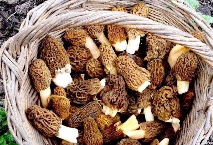 Весенний улов: житель Зимовниковского района наткнулся на грибное изобилие