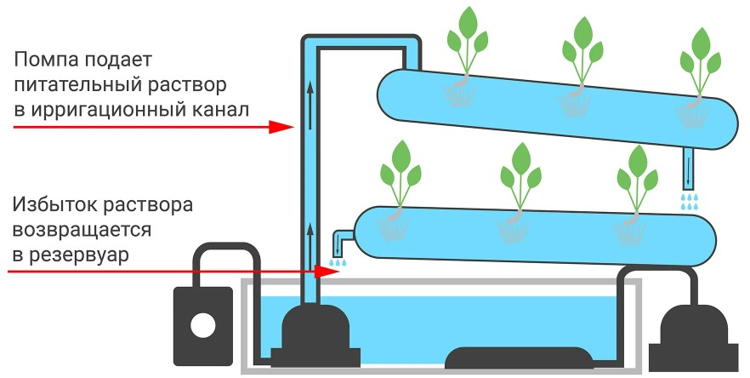 Выращивание растений методом гидропоники: как вырастить клубнику и зелень без земли?